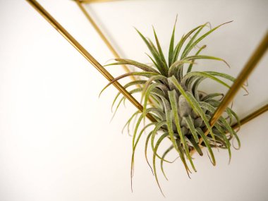 Trendy Tillandsia ionantha beyaz bir duvar üzerinde altın bir çerçeve içinde