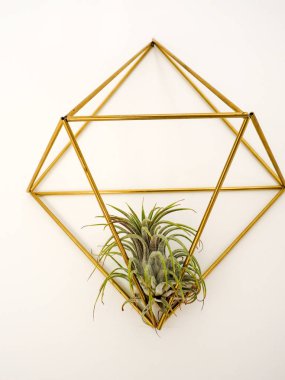Tillandsia Ionantha beyaz bir duvar üzerinde altın bir çerçeve içinde