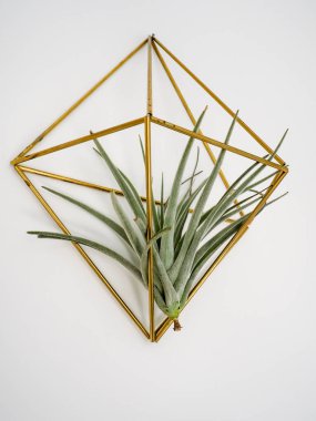 Hava bitki veya Tillandsia brachycaulos beyaz bir duvar üzerinde altın bir askı içinde