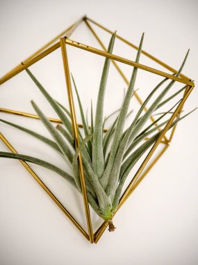 Hava bitki brachycaulos veya Tillandsia beyaz bir duvar üzerinde altın bir çerçeve içinde