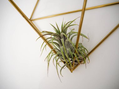 Tillandsia Ionantha beyaz bir duvar üzerinde altın bir çerçeve içinde