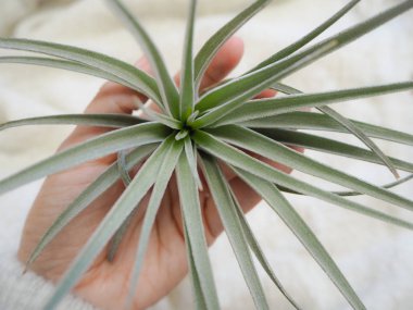 Tillandsia brachycaulos hava bitki beyaz bir yumuşak arka planda tutan el
