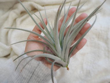 Tillandsia brachycaulos hava bitki beyaz bir yumuşak arka planda tutan el