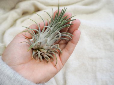 Tillandsia ionantha hava bitki beyaz bir yumuşak arka planda tutan el