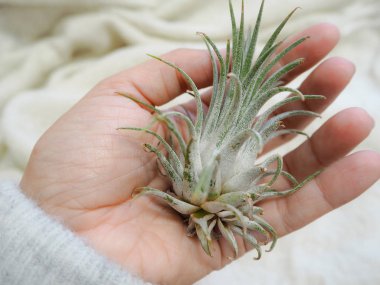 Tillandsia ionantha hava bitki beyaz bir yumuşak arka planda tutan el