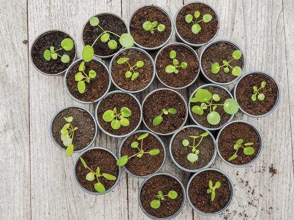 Múltiples Esquejes Plantas Panqueques Propagados Macetas Plástico Negro Una Mesa — Foto de Stock