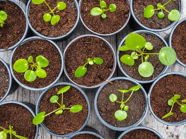 Multiple propagated pancake plant cuttings in black plastic gardening pots on a wooden table