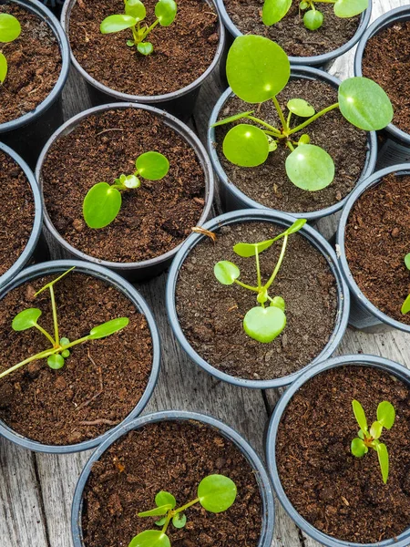 Mehrfach Vermehrte Pfannkuchenpflanzenstecklinge Schwarzen Plastik Gartentöpfen Auf Einem Holztisch — Stockfoto