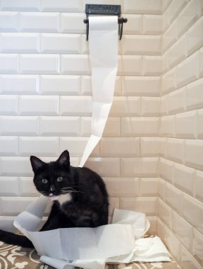 Bir yığın unrolled tuvalet kağıdı katta oturan siyah ve beyaz kedi