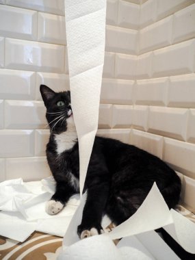 Siyah ve beyaz kedi unrolled tuvalet kağıdı yığını içinde yerde yatarken