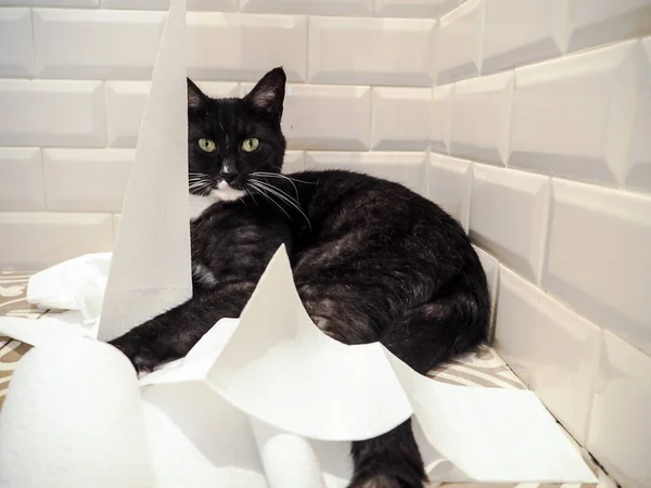 Black White Cat Lying Floor Pile Unrolled Toilet Paper — Stock Photo, Image