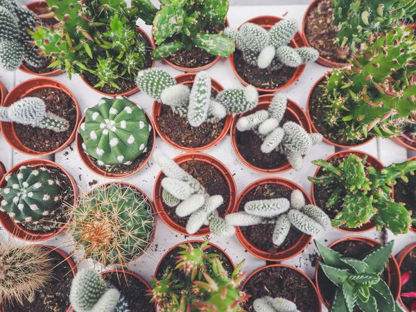 Variety Small Cactus Plants Plastic Pots White Loading Trays — Stock Photo, Image