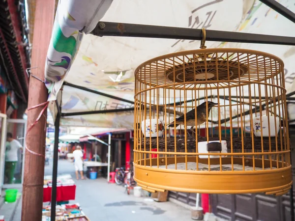 Pet Bird Hanging Street Old French Concession Tianjin China — Stock Photo, Image