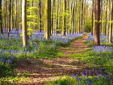 Ormanda Hallerbos, Belçika sırasında bir canlı mavi ve mor halı bluebells uzanan düz bir yol