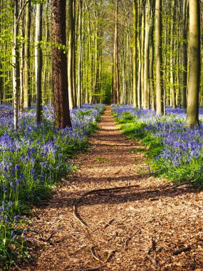 Ormanda Hallerbos, Belçika sırasında bir canlı mavi ve mor halı bluebells uzanan düz bir yol