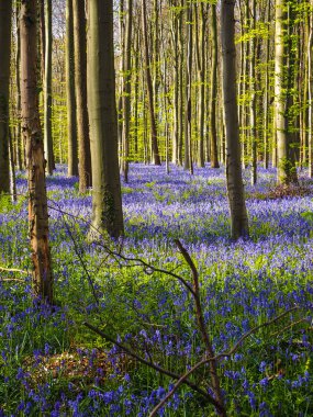 Sabah erken güneş ışınları shing canlı mor bluebell halı, Hallerbos, Belçika aydınlatıcı kayın orman yoluyla