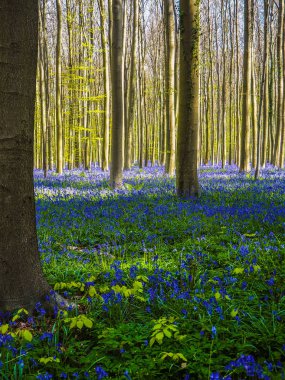 Bir canlı mavi ve mor halı ormandaki bir mor sis oluşturma erken sabah güneş ışınları tarafından vurgulanan bluebells Bahar sırasında. Hallerbos, Belçika