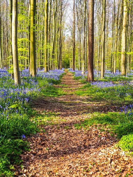 A straight path leading through a vibrant blue and purple carpet of bluebells during spring in the forest, Hallerbos, Belgium