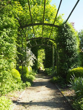 Gül ilkbaharda tırmanma pergola