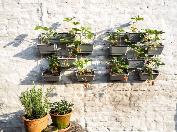 Fileiras Plantas Morango Com Bagas Maduras Não Maduras Jardim Vertical — Fotografia de Stock