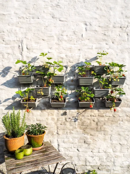 Rangées Fraisiers Aux Baies Mûres Non Mûres Dans Jardin Vertical — Photo