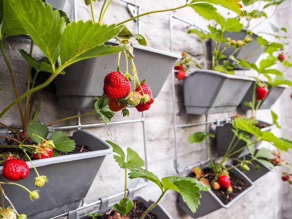 Fraises Mûres Non Mûres Suspendues Des Rangs Fraisiers Dans Jardin — Photo