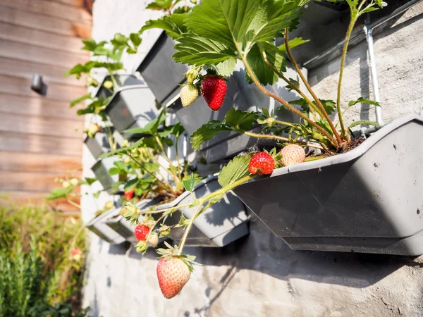 成熟和未成熟的草莓挂在一个垂直的花园在一个阳光明媚的墙壁在一个小天井的一排草莓植物 — 图库照片