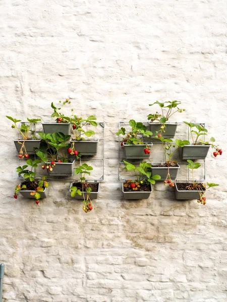 Rows of strawberry plants in a vertical garden hanging on a wall in a small patio