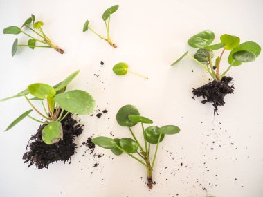 Pilea peperomioides veya gözleme bitki beyaz zemin üzerine gelen kupürleri