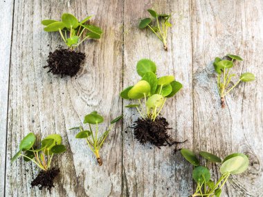 Pilea peperomioides veya gözleme bitki ahşap arka plan üzerinde gelen kupürleri