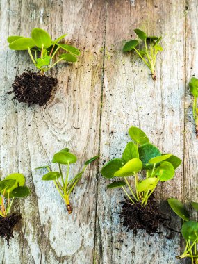 Pilea peperomioides veya gözleme bitki ahşap arka plan üzerinde gelen kupürleri