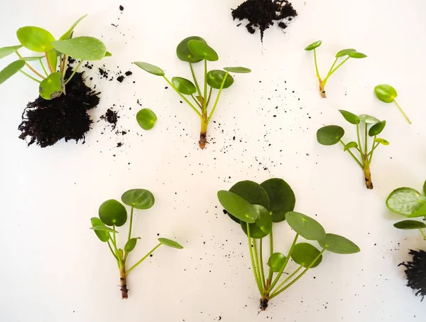 Esquejes Una Pilea Peperomioides Planta Panqueque Sobre Fondo Blanco — Foto de Stock