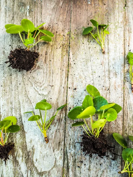 Esquejes Una Pilea Peperomioides Planta Panqueque Sobre Fondo Madera — Foto de Stock