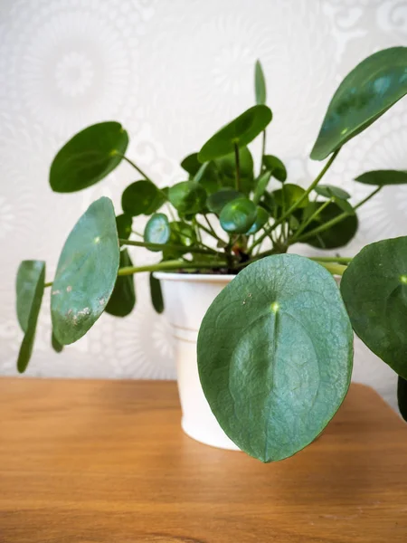 Pilea Peperomioides Plante Crêpes Urticaceae Sur Une Table Bois — Photo