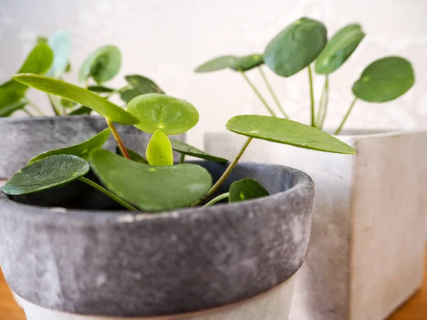 Pilea Peperomioides Crêpes Urticacées — Photo