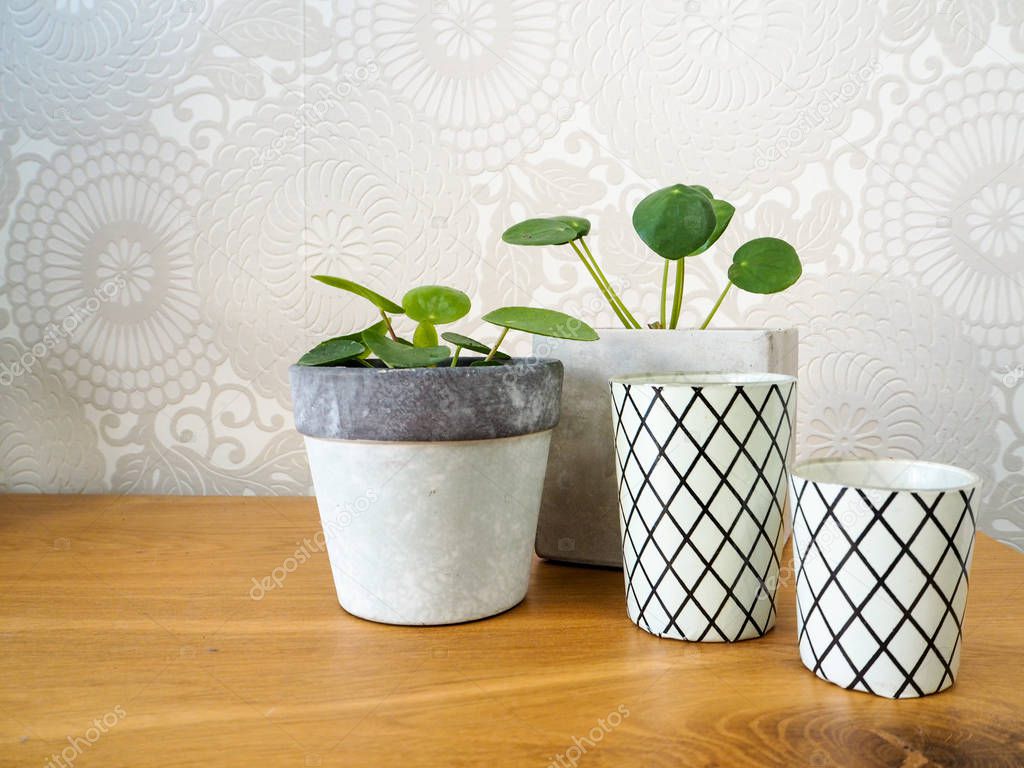 Baby pilea peperomioides or pancake plants ( Urticaceae) and striped tea light holders on a wooden table