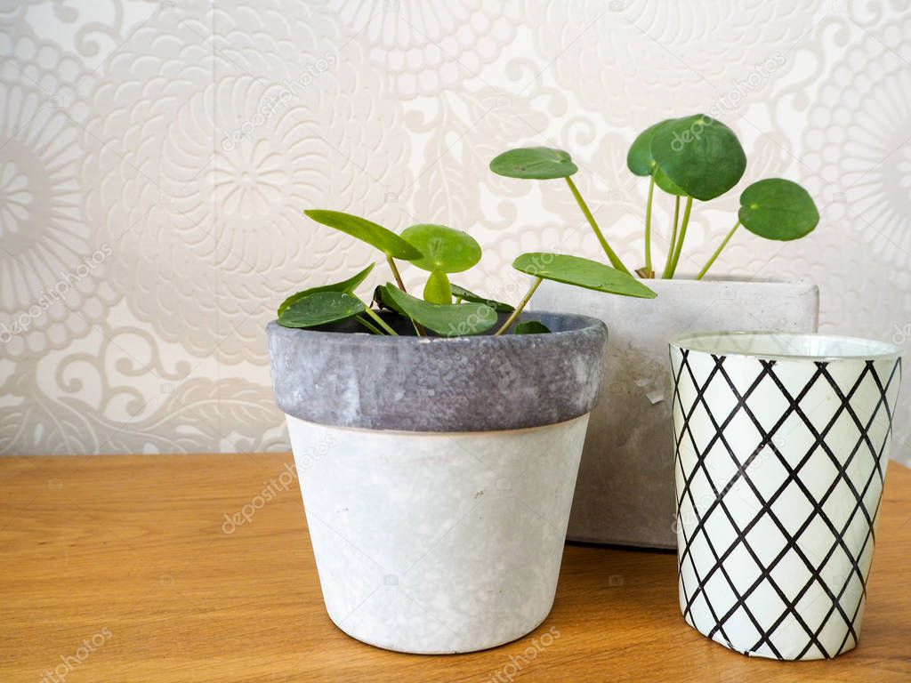 Baby pilea peperomioides or pancake plants ( Urticaceae) and striped tea light holders on a wooden table