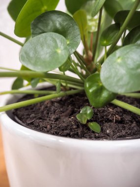 Closeup of a pilea peperomioides or pancake plant ( Urticaceae) with a small root plantlet clipart