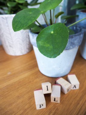 Küpleri yazı ile ahşap bir masa üzerinde misyoner bitki veya pilea peperomioides