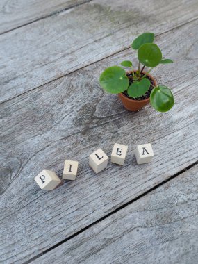 Bebek gözleme bitki veya pilea peperomioides bir küçük pişmiş toprak kap içinde