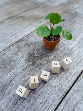 Ahşap arka plan üzerinde bir küçük pişmiş toprak tencerede yayılan gözleme bitki veya pilea peperomioides