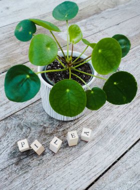 Bitki veya pilea peperomioides ahşap bir masa üzerinde gözleme 