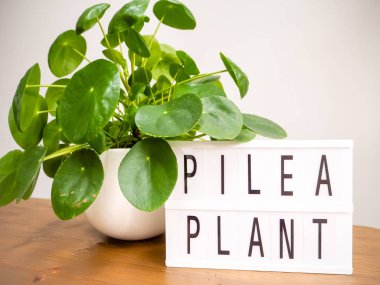 Pilea peperomioides veya gözleme bitki (urticaceae) ahşap bir masa üzerinde bir lightbox ile