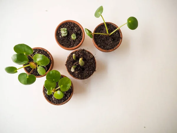 Propagation Plantes Succulentes Dans Petits Pots Terre Cuite — Photo