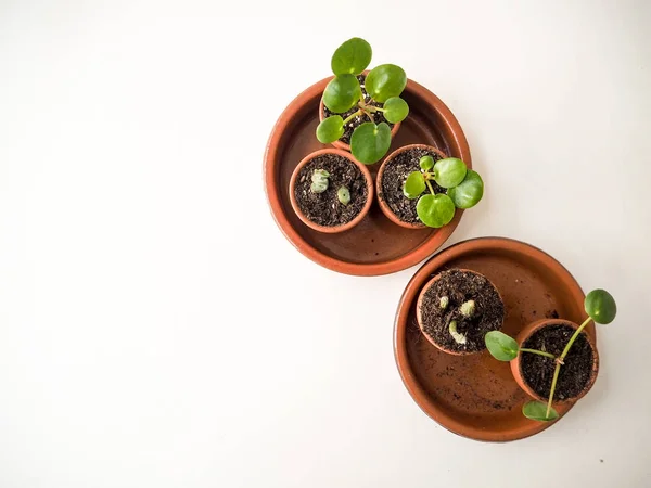Propagation Plantes Succulentes Maison Dans Petits Pots Terre Cuite — Photo