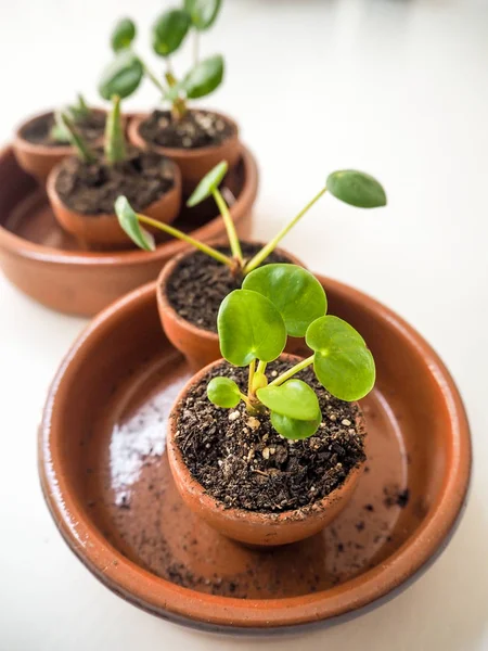 Propagation Plantes Succulentes Telles Que Les Crêpes Dans Petits Pots — Photo