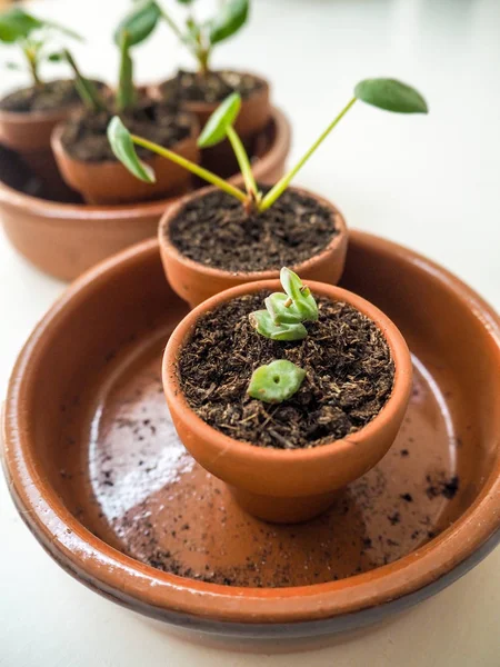 Propagación Suculentas Pequeñas Macetas Terracota —  Fotos de Stock