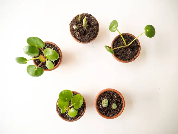 Propagación Suculentas Pequeñas Macetas Terracota — Foto de Stock