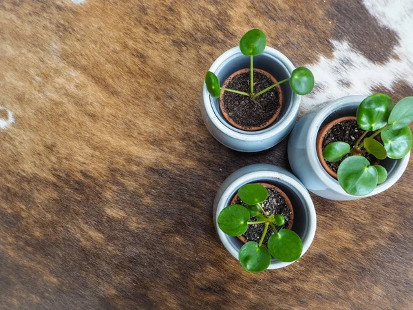Τρεις Μωρό Πυλαία Peperomioides Τηγανίτα Φυτό Urticaceae Μια Κουβέρτα Βακέτα — Φωτογραφία Αρχείου
