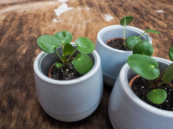 Três Pilea Peperomioides Bebê Panqueca Planta Urticaceae Tapete Couro — Fotografia de Stock